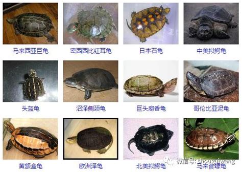 2024年寶寶 龜的種類